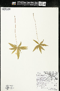 Trientalis borealis image