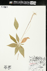 Trientalis borealis image