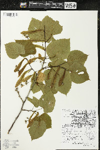 Tilia americana var. americana image