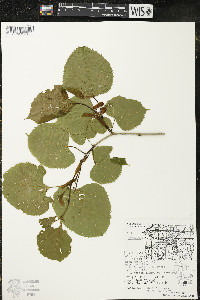 Tilia americana var. americana image