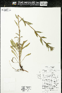 Oenothera parviflora image