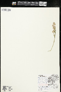 Polygala sanguinea image