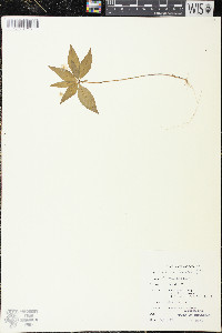 Trientalis borealis image