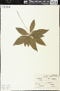 Trientalis borealis image