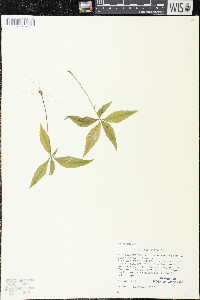 Trientalis borealis image