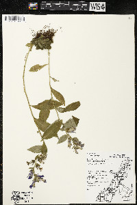 Lobelia siphilitica var. siphilitica image