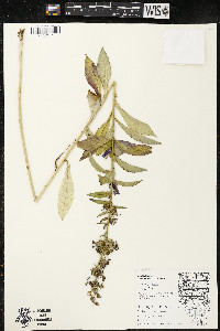 Lobelia siphilitica var. siphilitica image