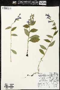 Lobelia siphilitica var. siphilitica image