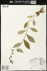 Lobelia siphilitica var. siphilitica image