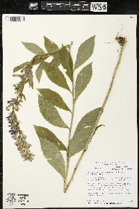 Lobelia siphilitica var. siphilitica image