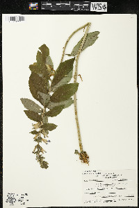Lobelia siphilitica var. siphilitica image