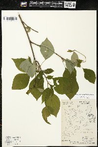 Cornus alternifolia image