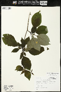 Cornus alternifolia image