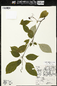 Cornus alternifolia image