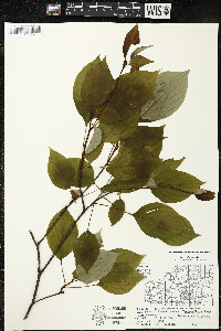 Cornus alternifolia image