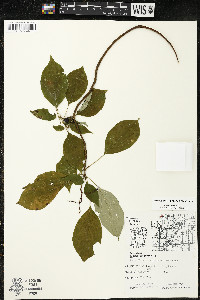 Cornus alternifolia image