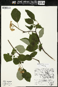 Cornus alternifolia image