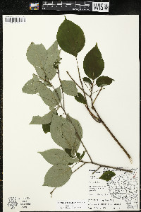 Cornus alternifolia image