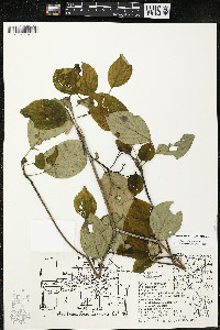 Cornus alternifolia image