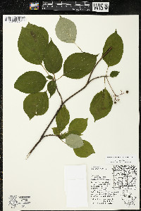 Cornus alternifolia image