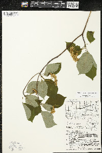 Cornus alternifolia image