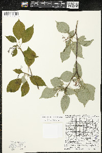 Cornus alternifolia image