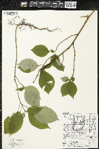 Cornus alternifolia image