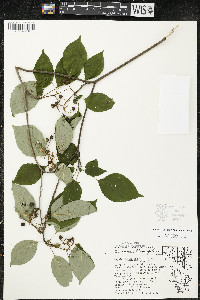 Cornus alternifolia image