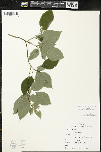 Cornus alternifolia image