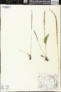 Plantago rugelii image