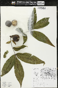 Carya ovata var. ovata image
