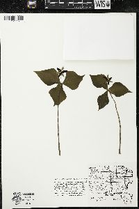 Trillium erectum image
