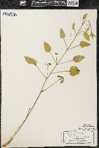 Smilax illinoensis image