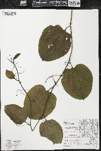 Smilax tamnoides image