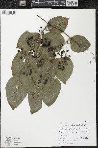 Smilax tamnoides image