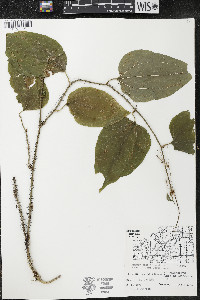 Smilax tamnoides image