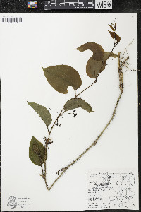 Smilax tamnoides image