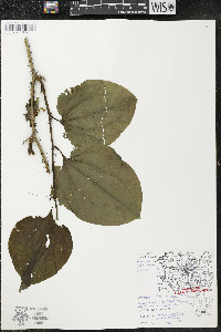 Smilax tamnoides image
