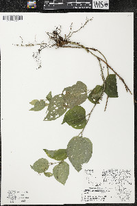 Smilax tamnoides image