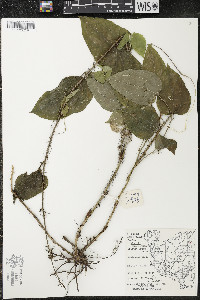 Smilax tamnoides image