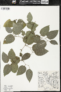 Smilax tamnoides image