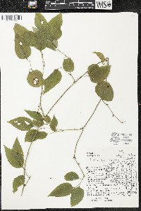Smilax tamnoides image