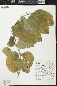 Smilax tamnoides image