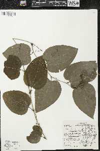 Smilax tamnoides image