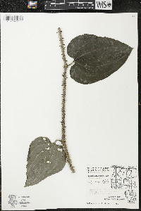 Smilax tamnoides image