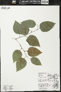 Smilax tamnoides image