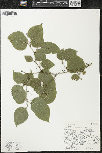 Image Associated With the Occurence
