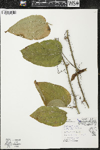 Smilax tamnoides image