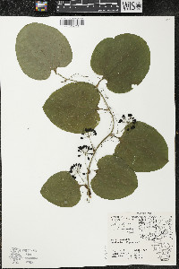 Smilax tamnoides image