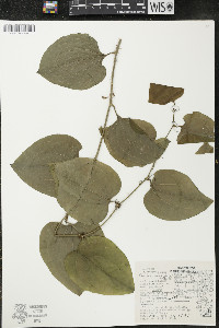 Smilax tamnoides image